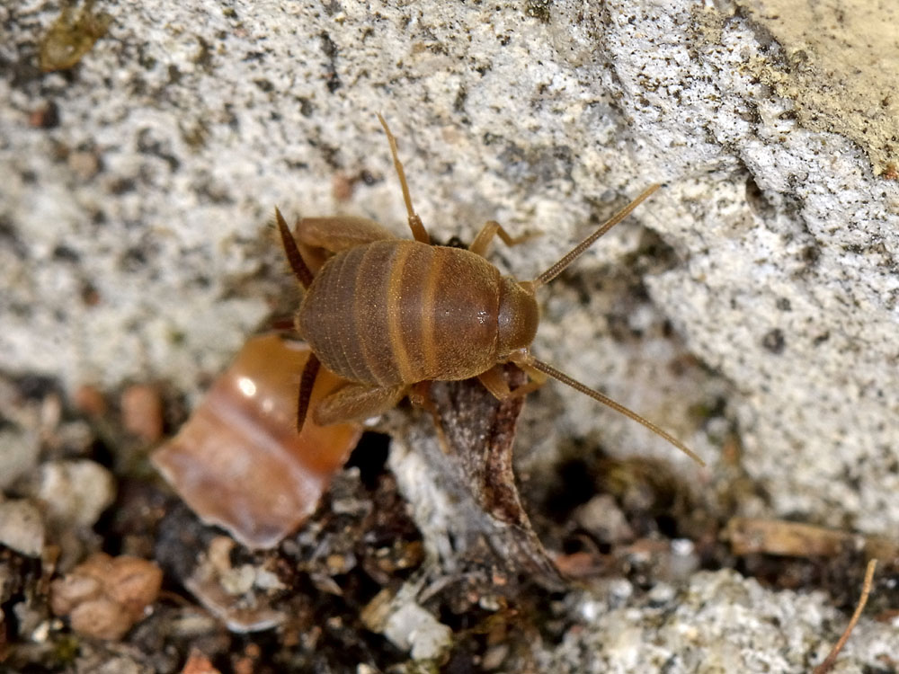 Myrmecophilidae?